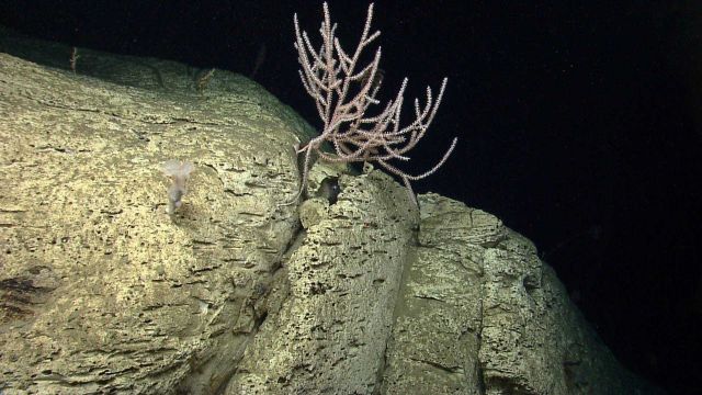 Deep sea coral Picture