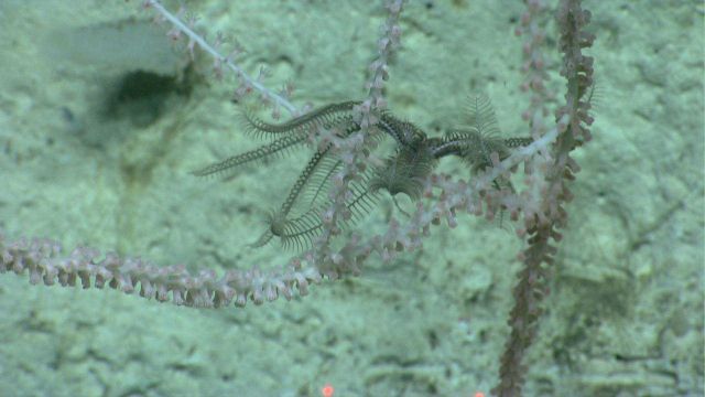 Deep sea coral Picture