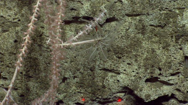 Deep sea coral Picture