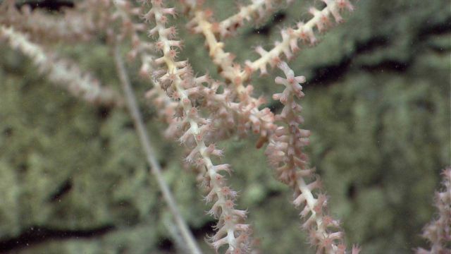 Deep sea coral Picture