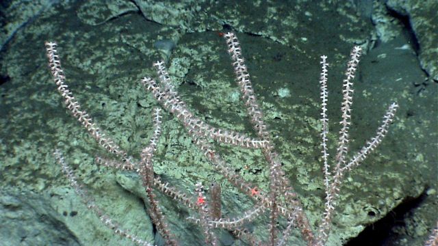 Deep sea coral Picture