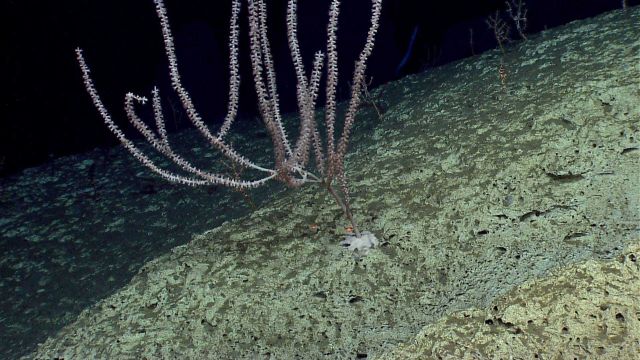 Deep sea coral Picture