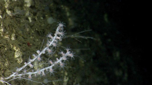 Deep sea coral Picture