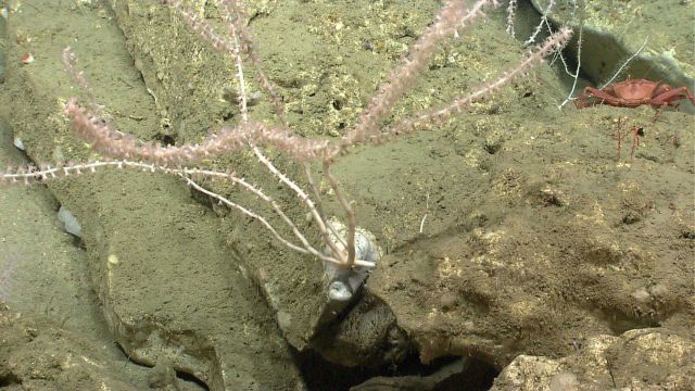 Deep sea coral Picture