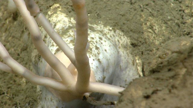 Deep sea coral Picture