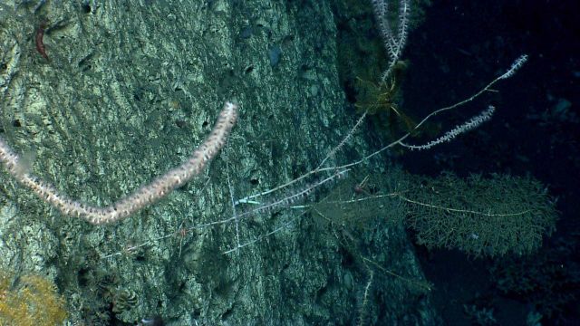 Deep sea coral Picture