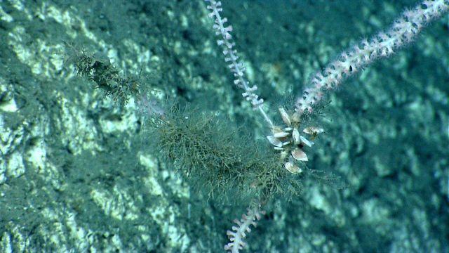 Deep sea coral Picture
