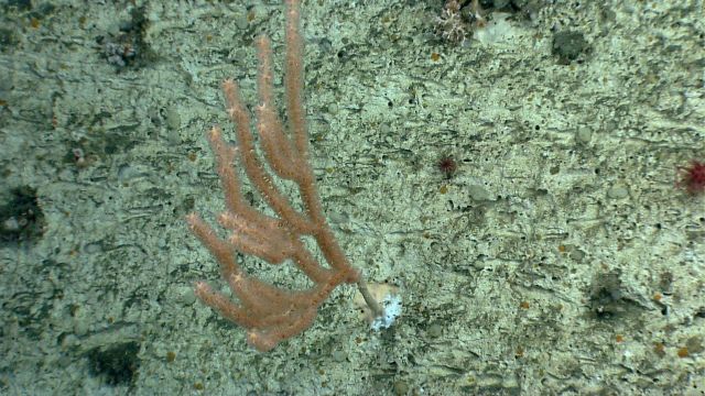Deep sea coral Picture
