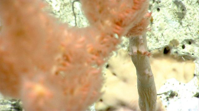 Deep sea coral Picture
