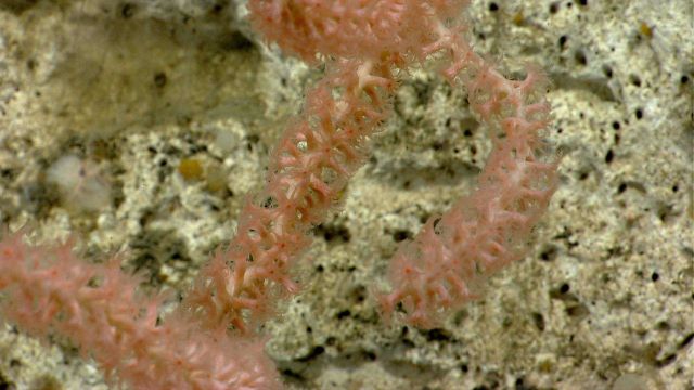 Deep sea coral.Bamboo coral. Picture
