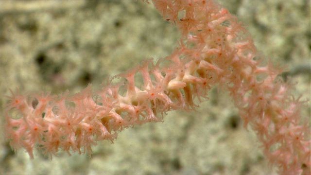Deep sea coral.Bamboo coral. Picture