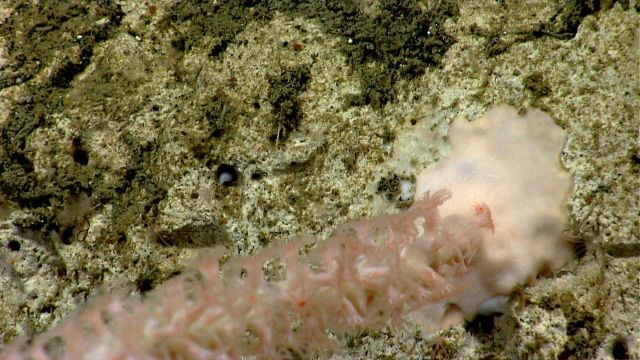 Deep sea coral.Base of bamboo coral. Picture