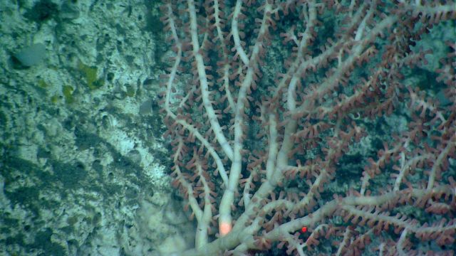 Deep sea coral.Large bamboo coral bush. Picture