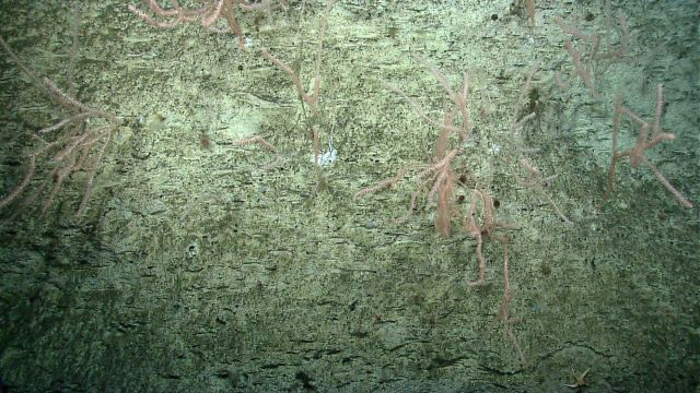 Deep sea coral Picture