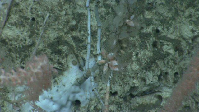 Deep sea coral.Bamboo coral with attached barnacles. Picture