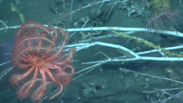 Deep sea coral Picture