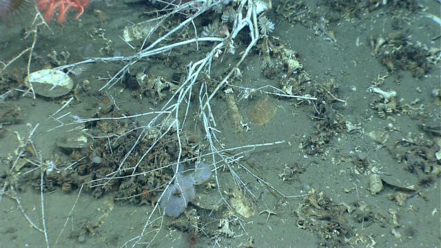 Deep sea coral Picture