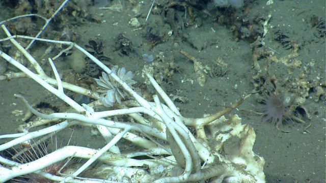 Deep sea coral Picture