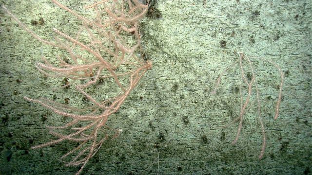 Deep sea coral Picture