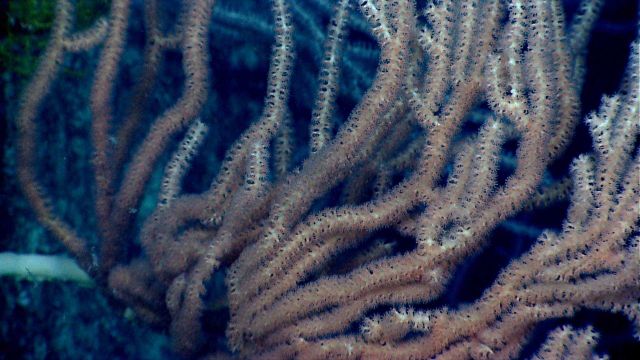 Deep sea coral Picture