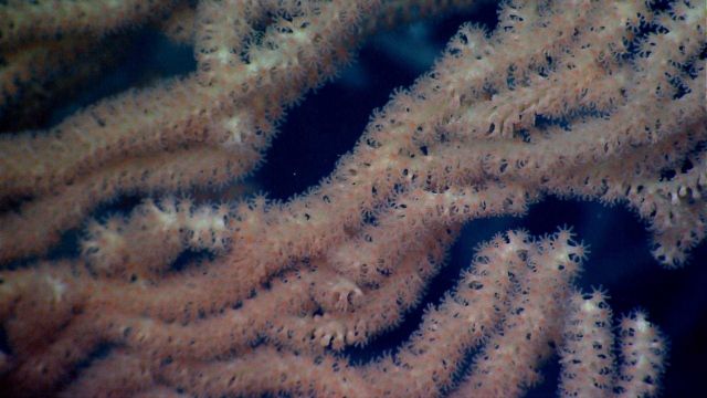 Deep sea coral Picture