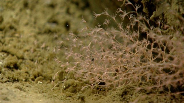 Deep sea coral Picture