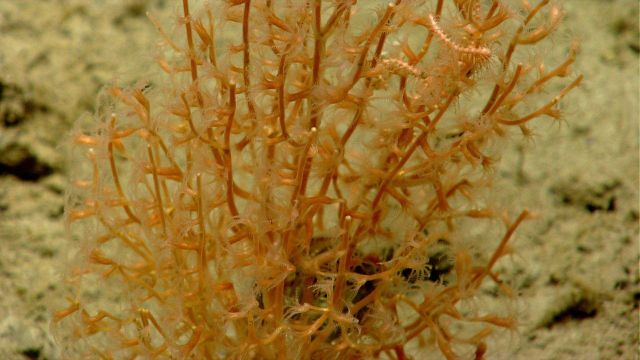 Deep sea coral Picture