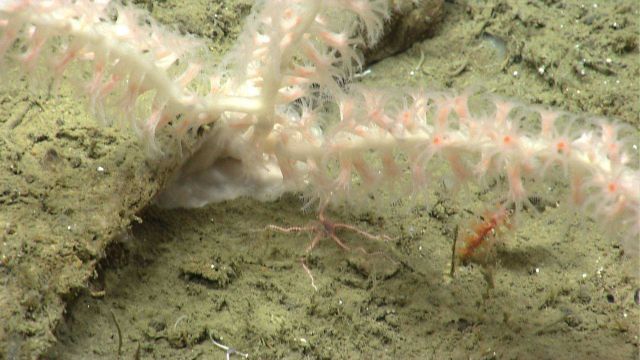 Deep sea coral Picture