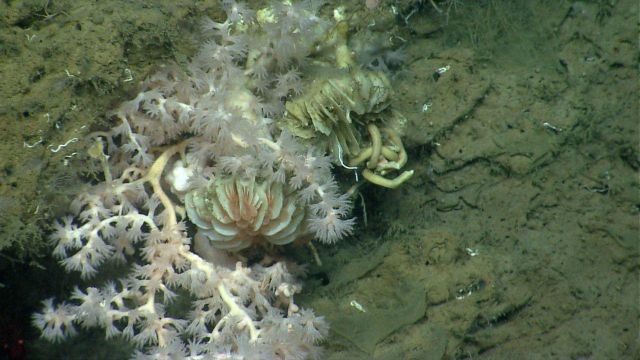 Deep sea coral Picture