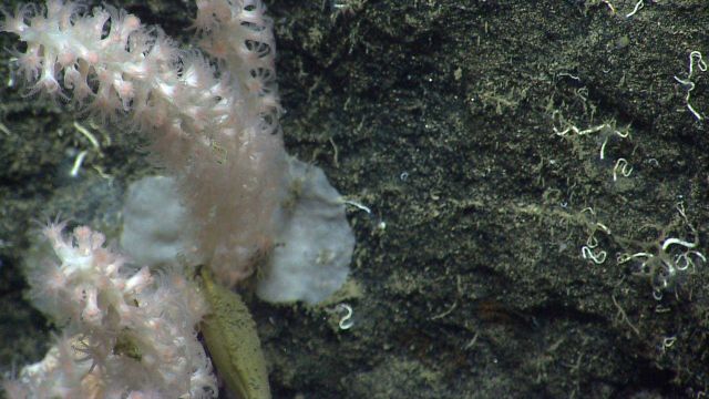 Deep sea coral Picture