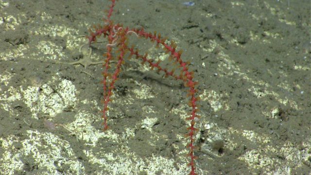 Deep sea coral Picture