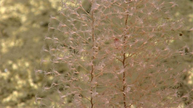 Deep sea coral Picture