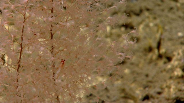 Deep sea coral Picture