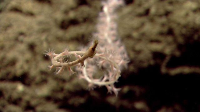Deep sea coral Picture