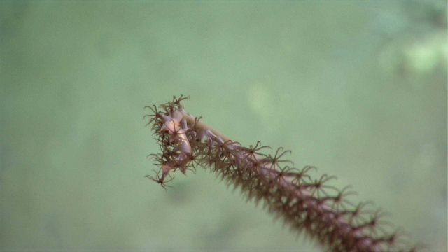 Deep sea coral Picture