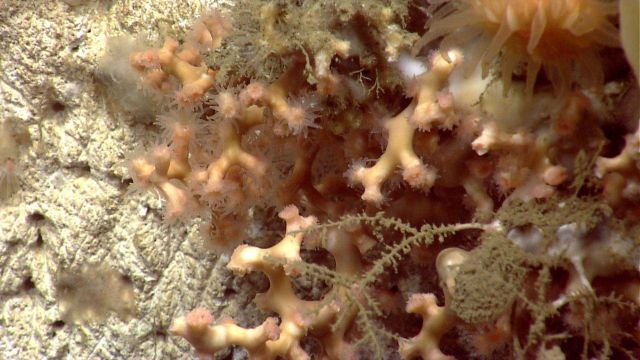 Deep sea coral Picture