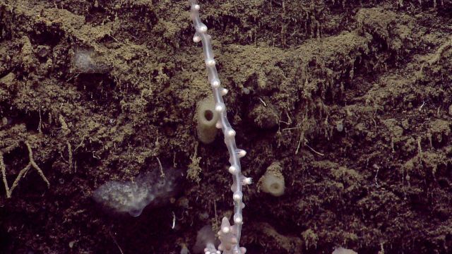 Deep sea coral Picture