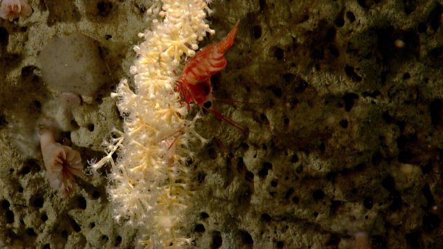 Deep sea coral Picture