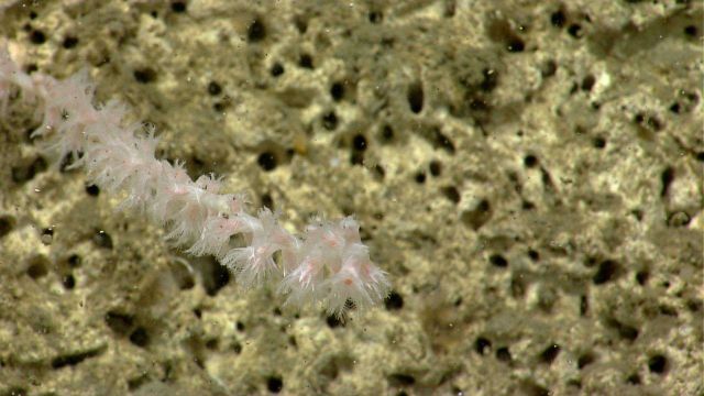 Deep sea coral Picture
