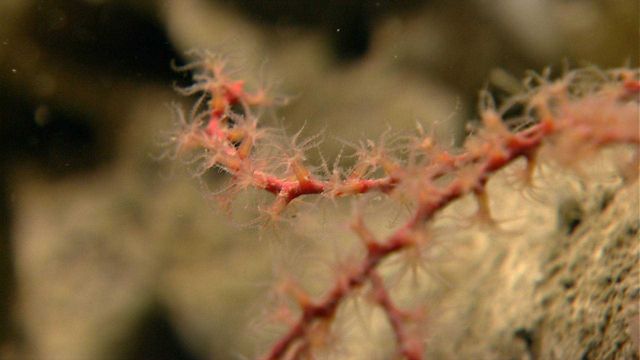 Deep sea coral Picture