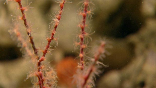 Deep sea coral Picture