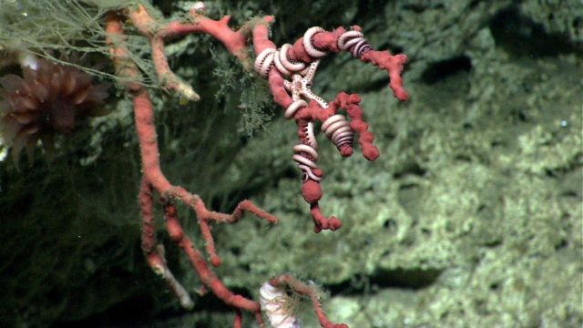 Deep sea coral Picture