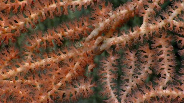 Deep sea coral. Picture
