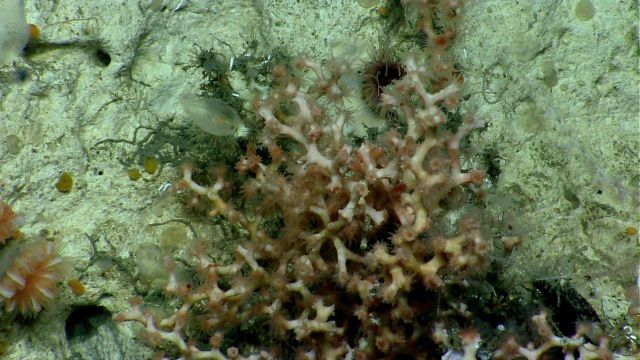 Deep sea coral. Picture