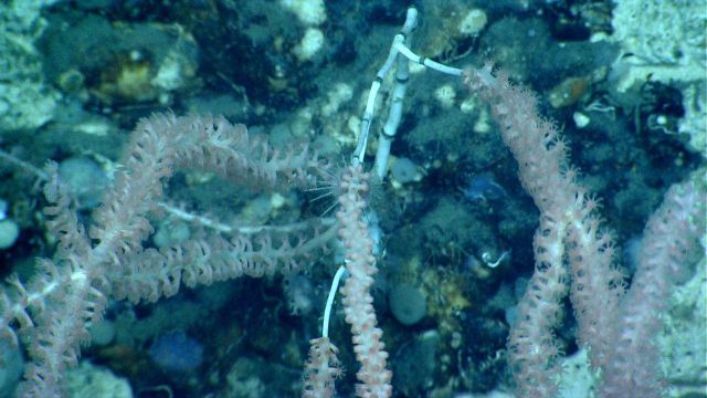 Deep sea coral. Picture