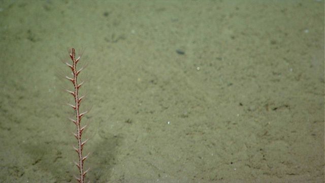 Deep sea coral. Picture