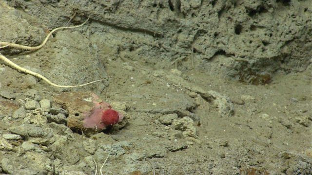 Deep sea coral. Picture