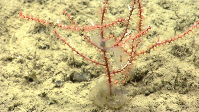 Deep sea coral. Picture