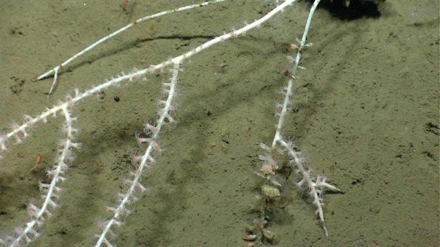 Deep sea coral. Picture