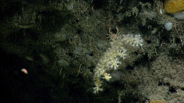 Deep sea coral. Picture